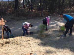 Reforestación La Ocotera (1)
