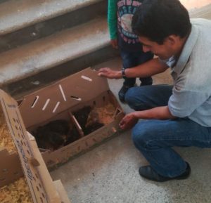 Paquetes de aves 2