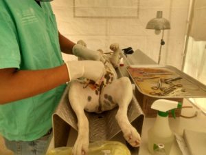 ESTERILIZACIÓN (2)