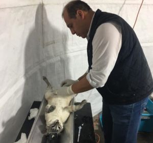 JORNADA MUNICIPAL DE ESTERILIZACIÓN (1)