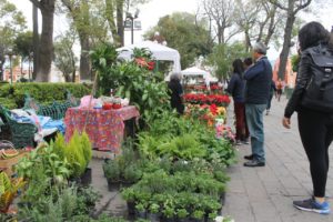 Productores de plantas de Atlixco (1)