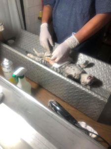 Atención canina y felina 1