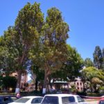 poda arboles tlaxco (10)(1)