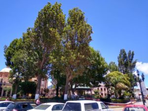 poda arboles tlaxco (10)(1)