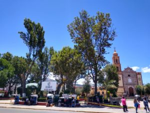 poda arboles tlaxco (2)