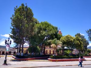 poda arboles tlaxco (7)
