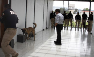 canina (1)