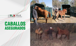 caballos-24-02-2021