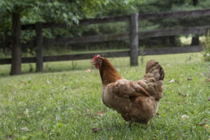 Backyard Chicken Coop