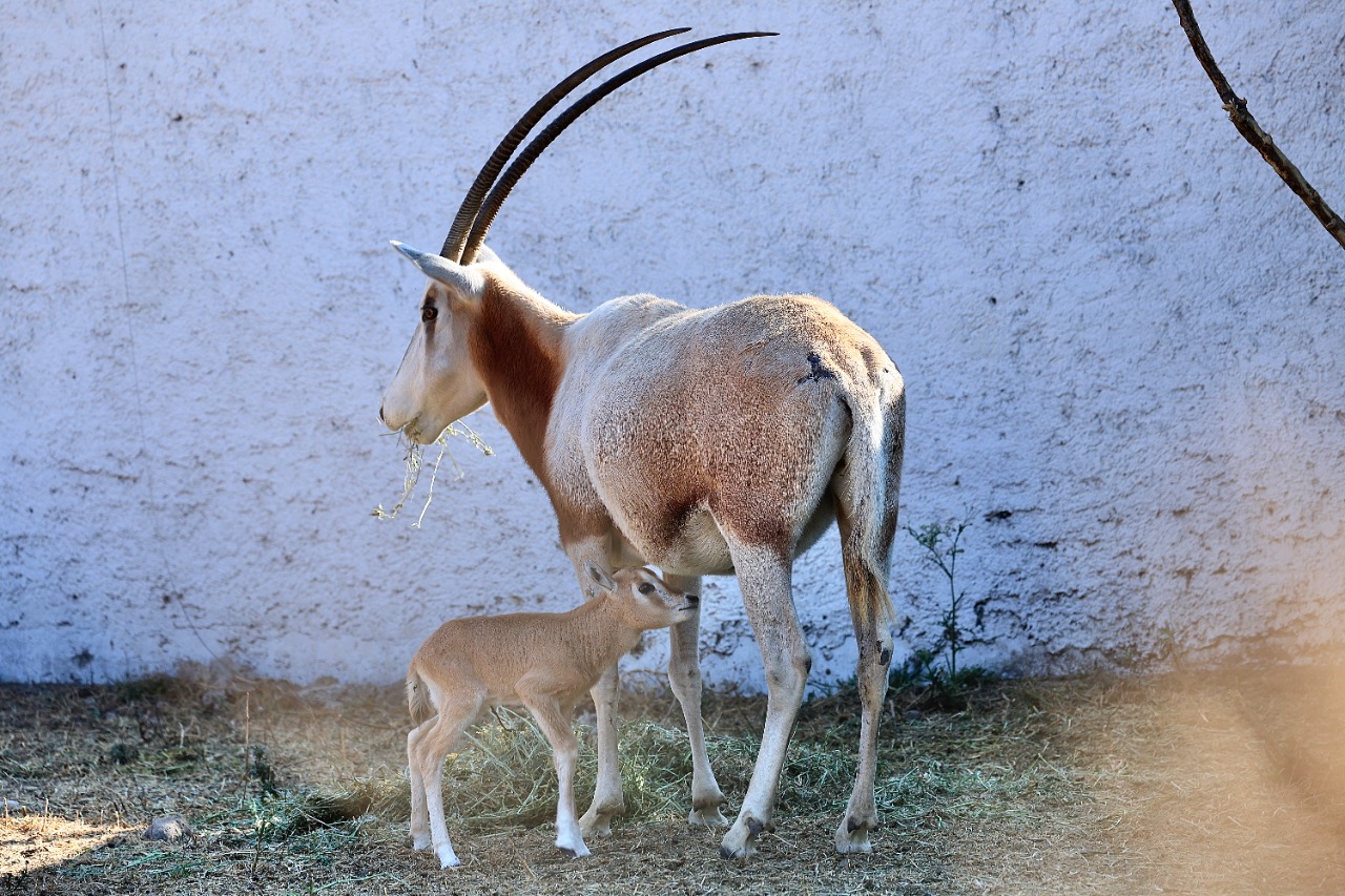 nace-orix-cimatarra-zoologico-altiplano-tlaxcala