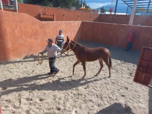 sia-equus-asinus