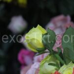 Photo_1683759605221