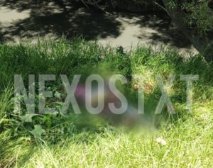 Photo_1783210786342