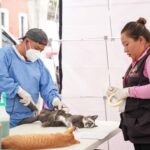 Como parte de la caravana de salud gobierno municipal de Tlaxcala y Sesa promueven el bienestar animal con jornada de esterilización 