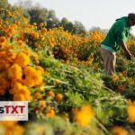 Entre campos y tradición, campesinos de Tepeyanco cosechan cempasúchil